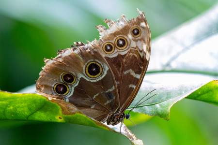 Sinimorfo, siivet kiinni